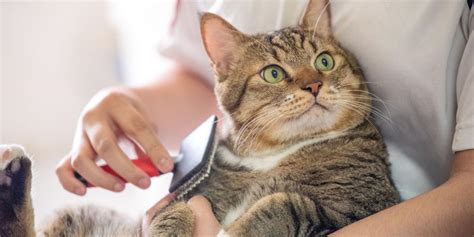 are cats cheap to take care of